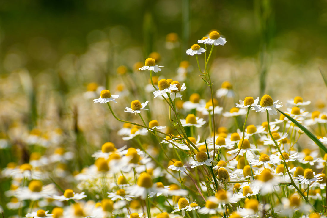 Make your own Chamomile Tea for health and skin benefits